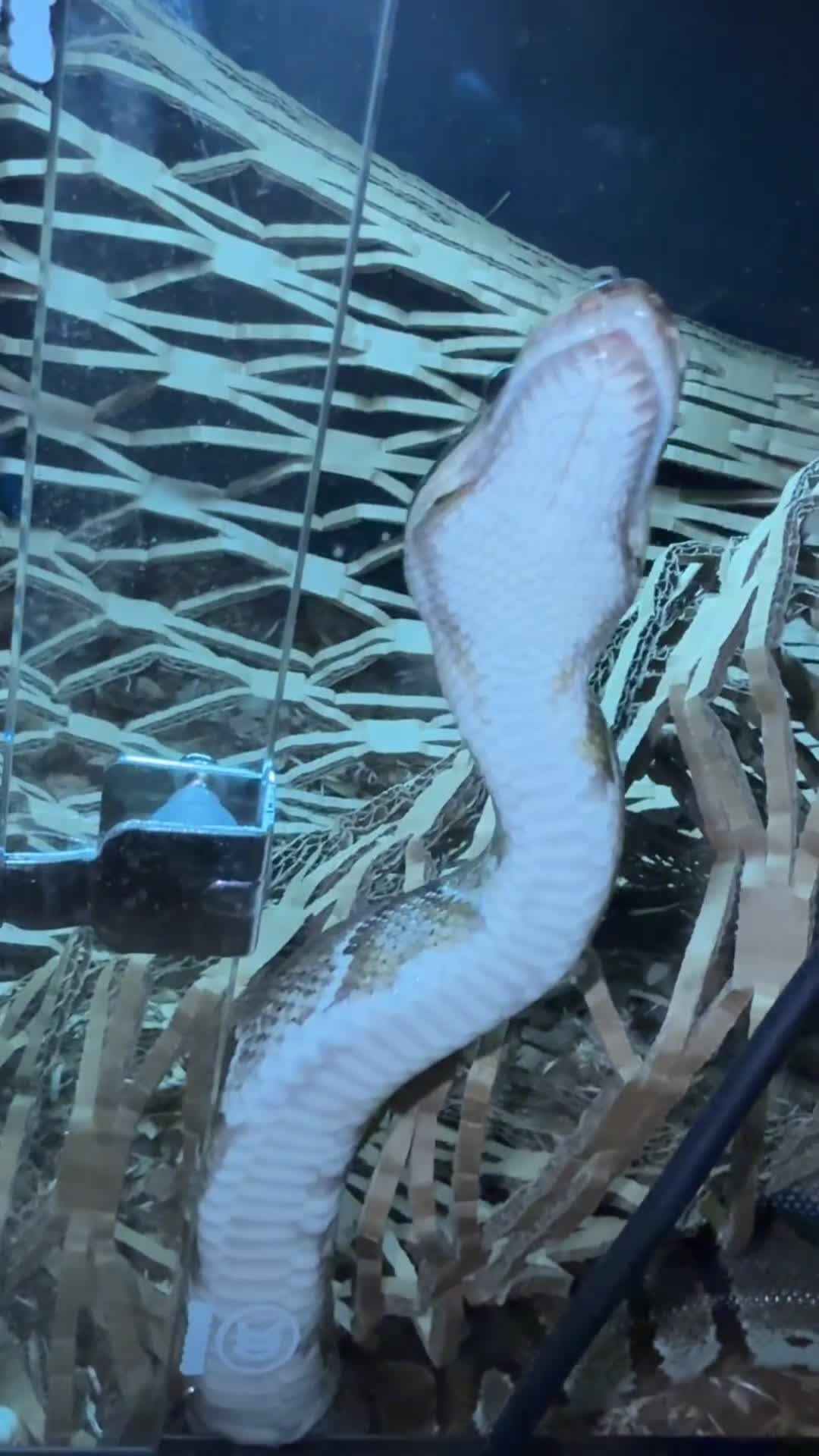 Python Snake reptiles for sale: beautiful friendly male ball python for sale  - Video 1