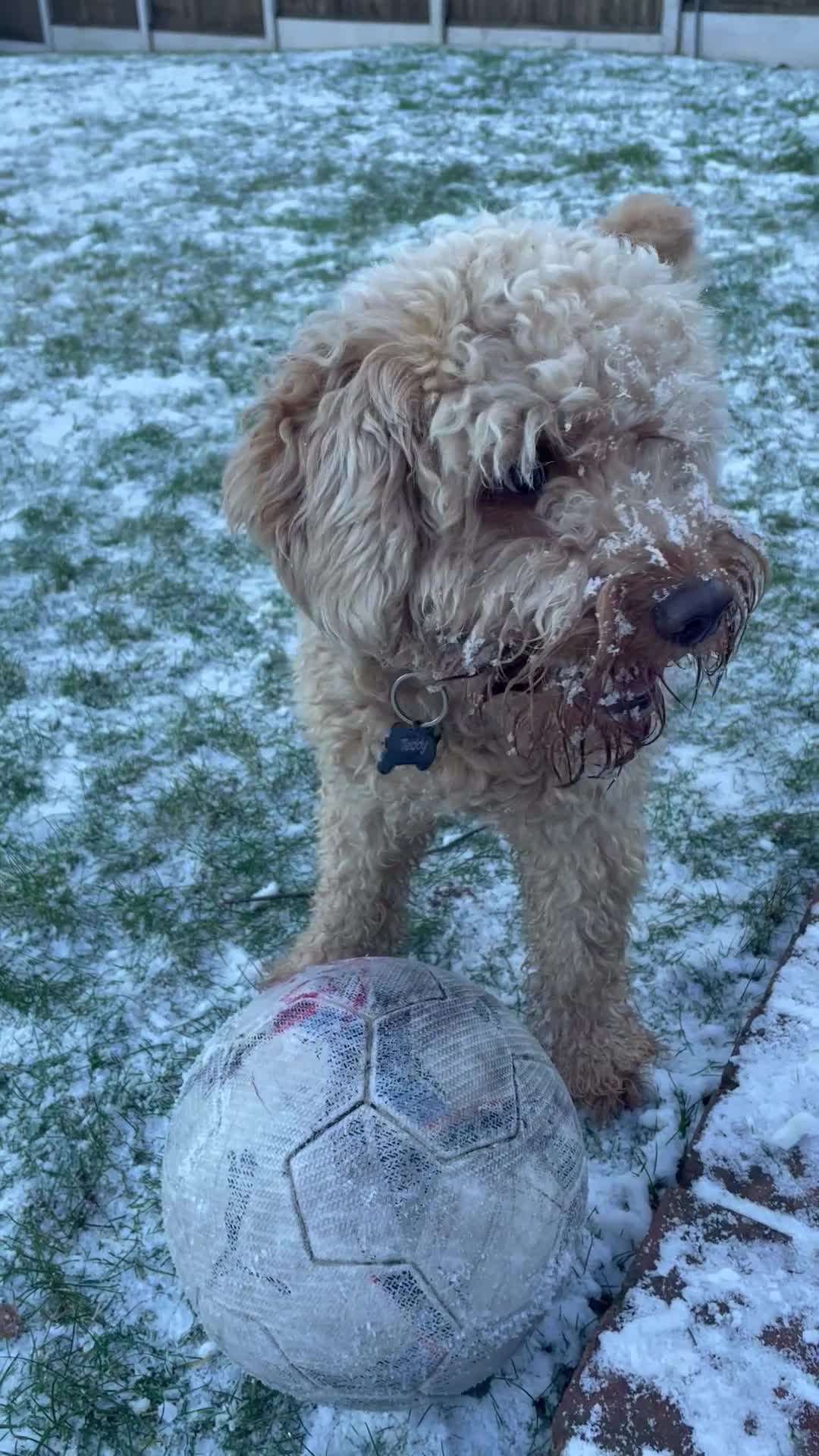 Cockapoo dogs for sale: TEDDY - Video 4