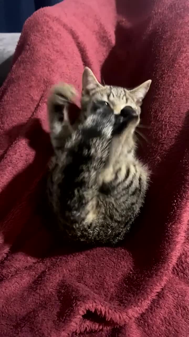 Bengal cats for sale: Playful kitten - Video 1