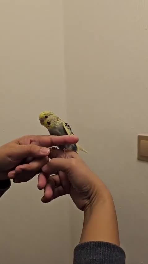 Budgerigars birds for sale: Handreared semitamed and tamed budgies  - Video 2