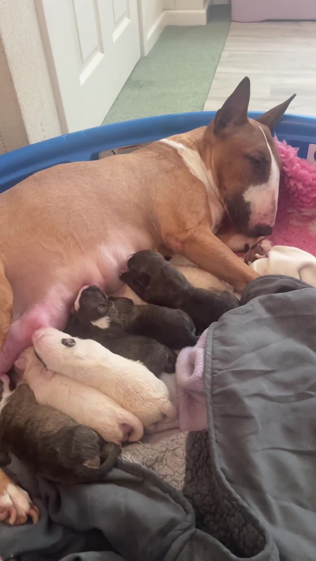 English Bull Terrier dogs for sale: Stunning Champion sired Bull Terriers pups (MALE)  - Video 1