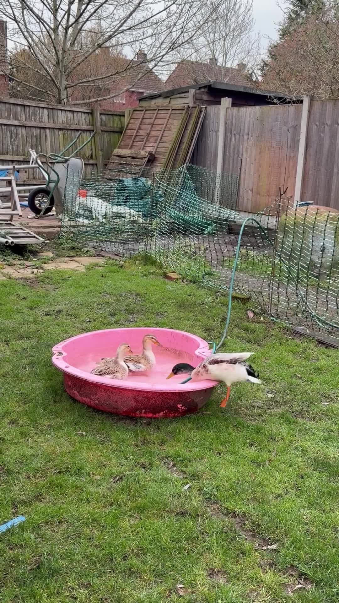 Ducks poultry for sale: Miniature Silver Appleyard Ducks – Semi Tame - Video 4