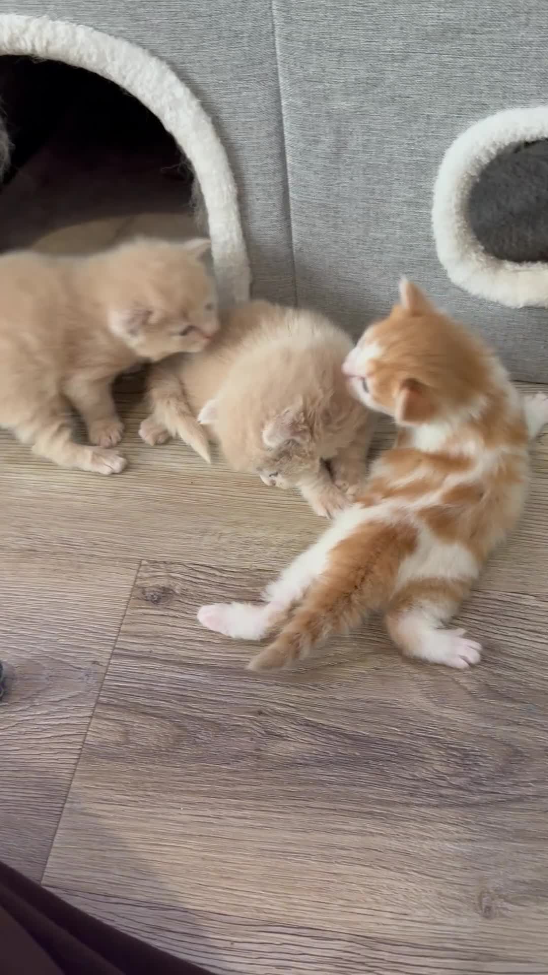 Maine Coon cats for sale: Half Maine Coon Kittens  - Video 2