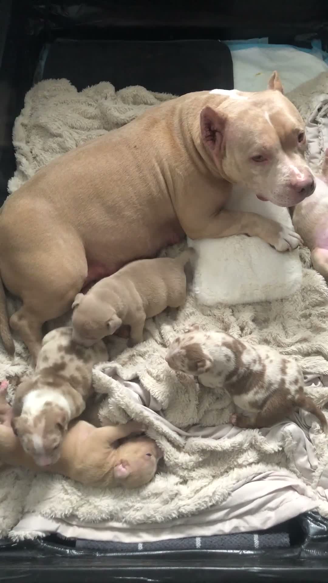 American Bully dogs for sale: American bull , pocket class  in Telford - Video 1