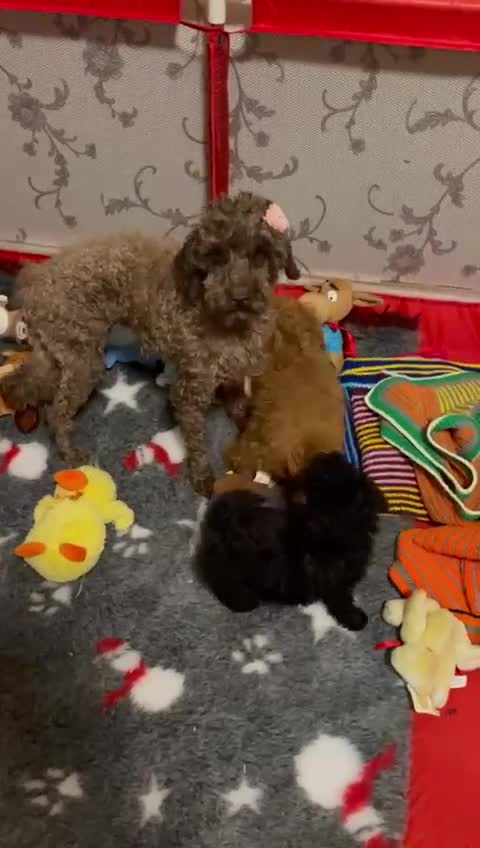 Toy Poodle dogs for sale: Two Adorable Toy Poodle  - Video 3