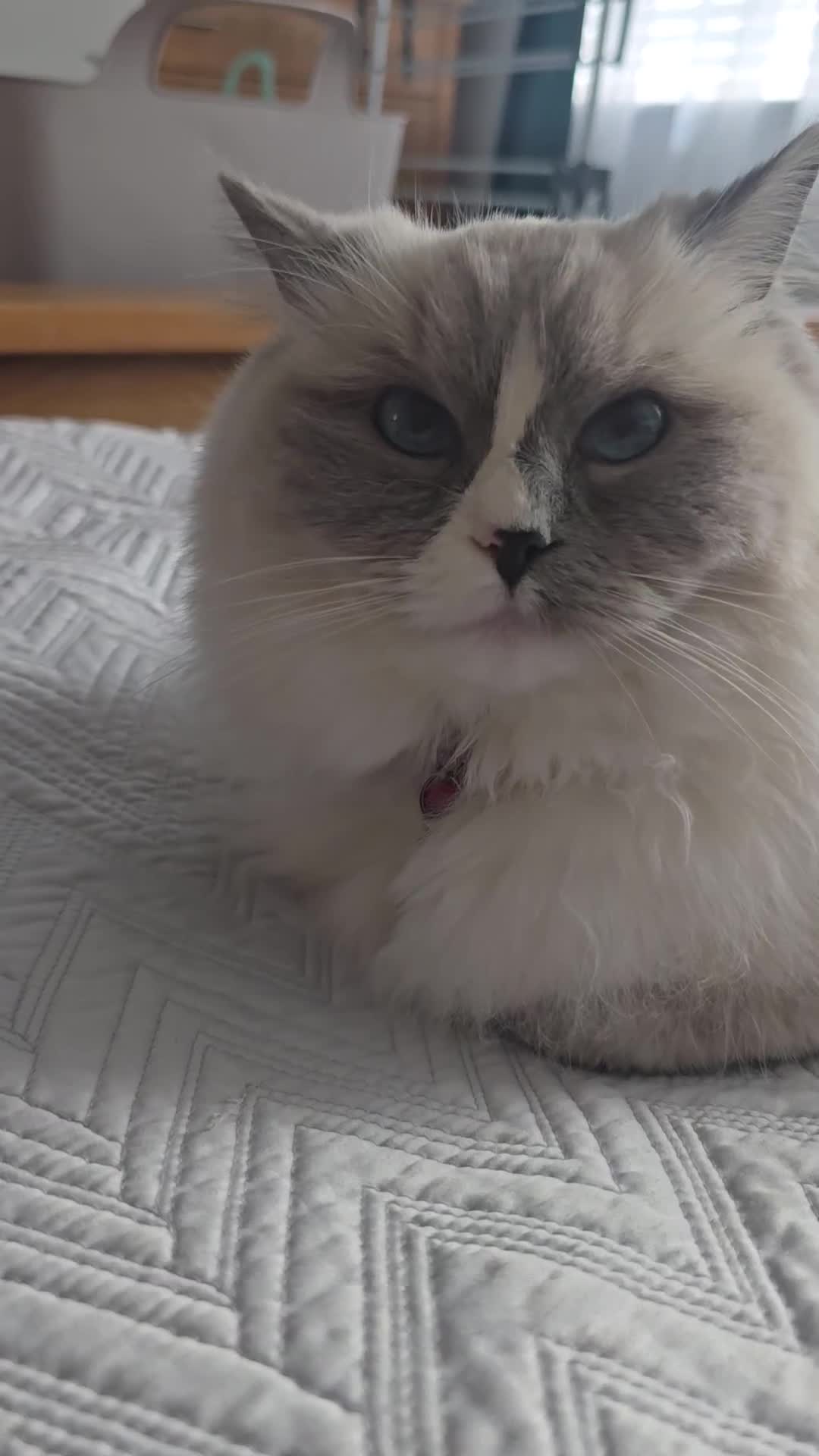 Ragdoll cats for sale: Pedigree ragdoll cats - Video 2