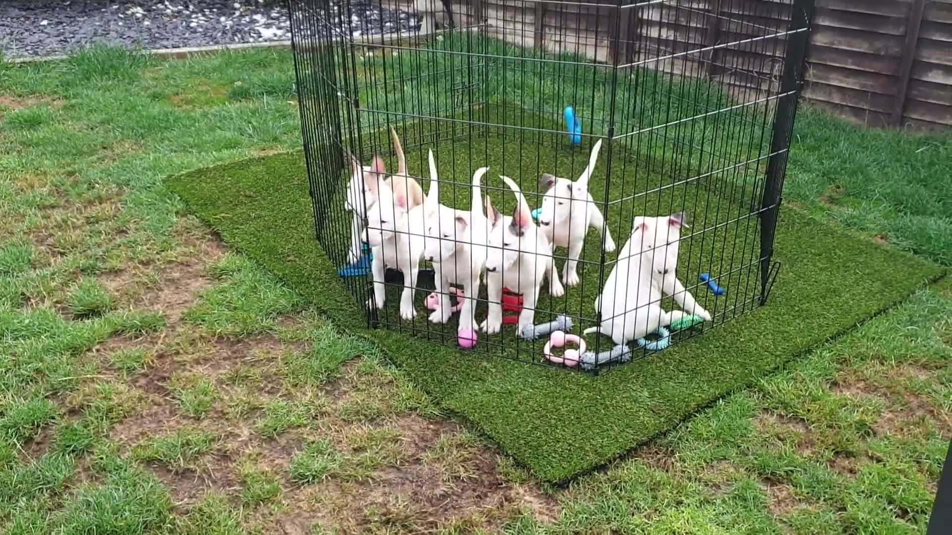 English Bull Terrier dogs for sale: English bull terrier pups for sale  - Video 3