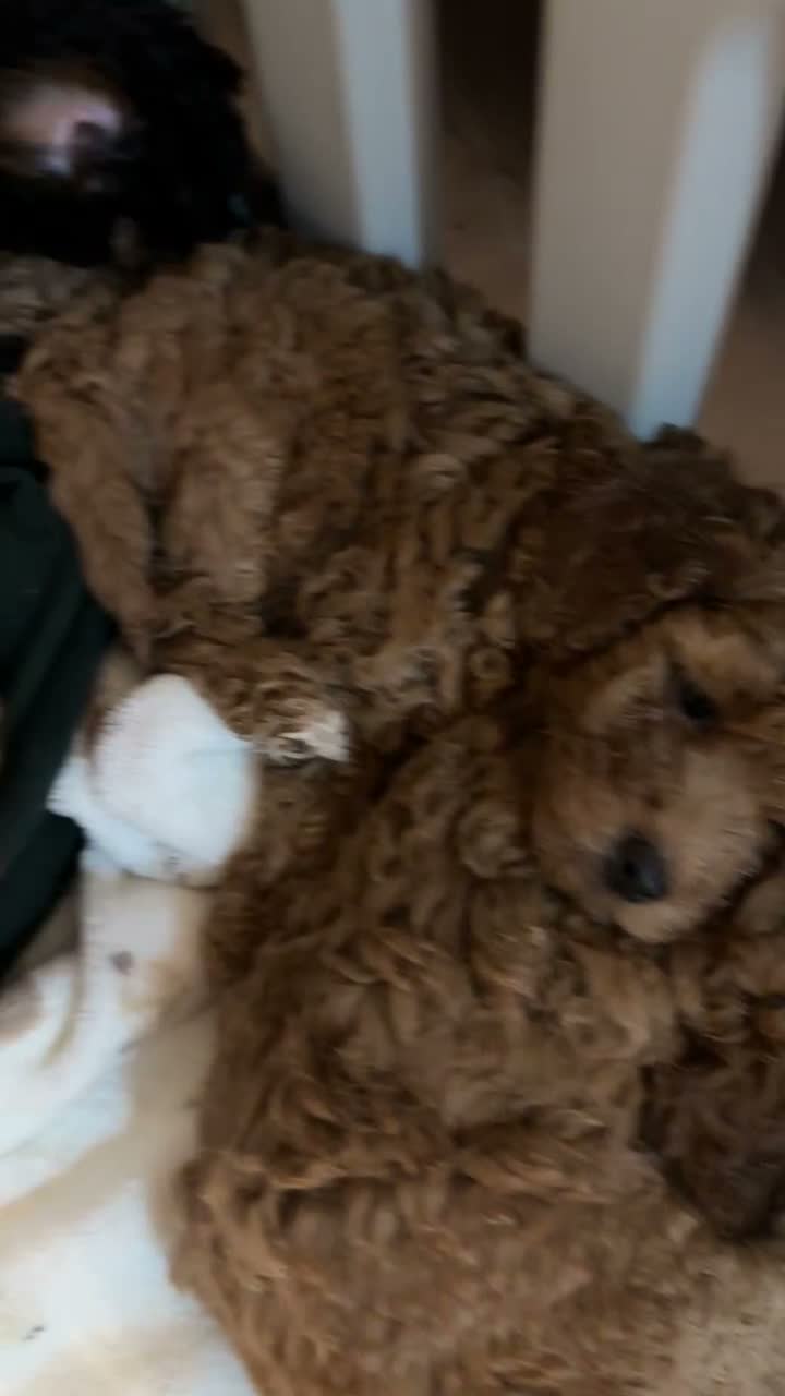 Toy Poodle dogs for sale: Beautiful Toy Poodle Puppies looking for new home  - Video 4