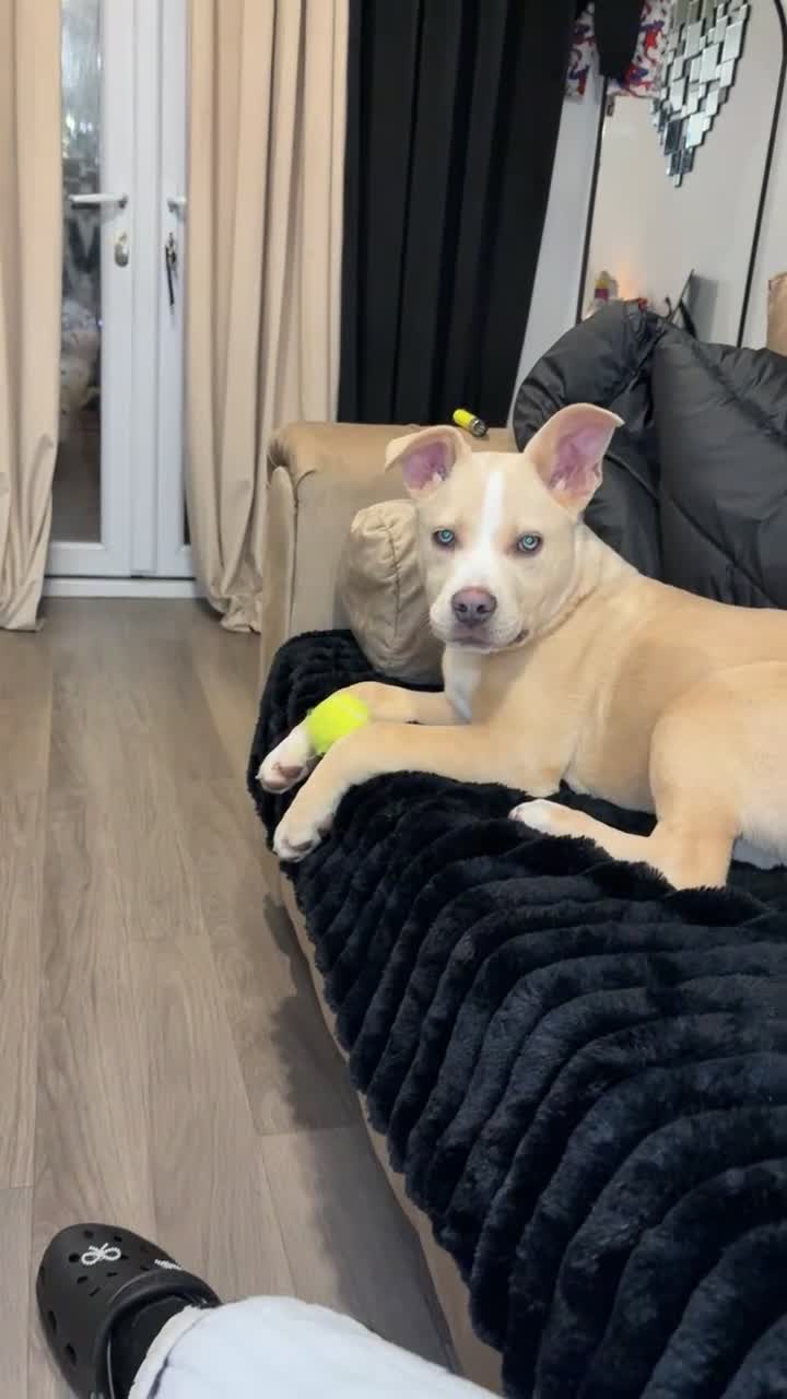 Mixed Breed dogs for sale: 5/6 month old female puppy - Video 2