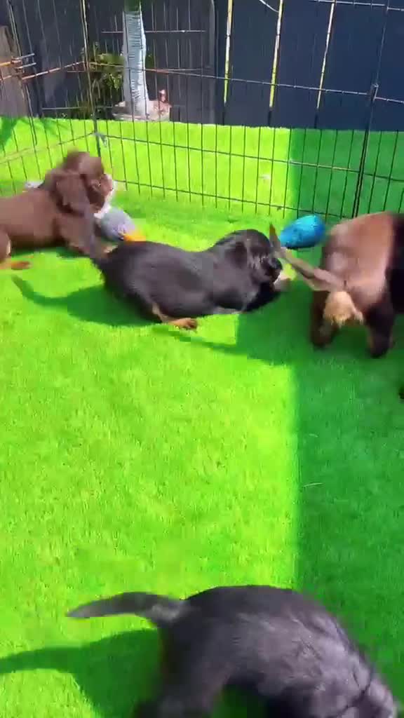 Cavalier King Charles Spaniel dogs for sale: Top Quality Cockalier Puppies - Video 1