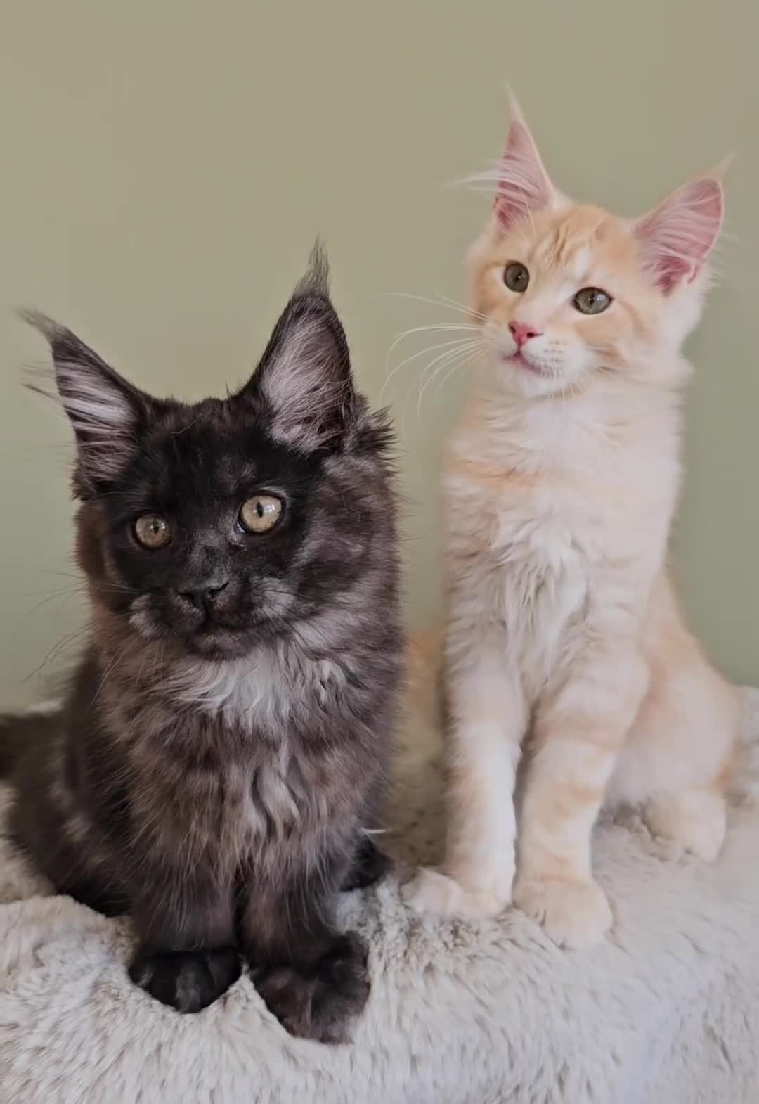 Maine Coon cats for sale: Beautiful Maine Coon Kittens raised with love - Video 3
