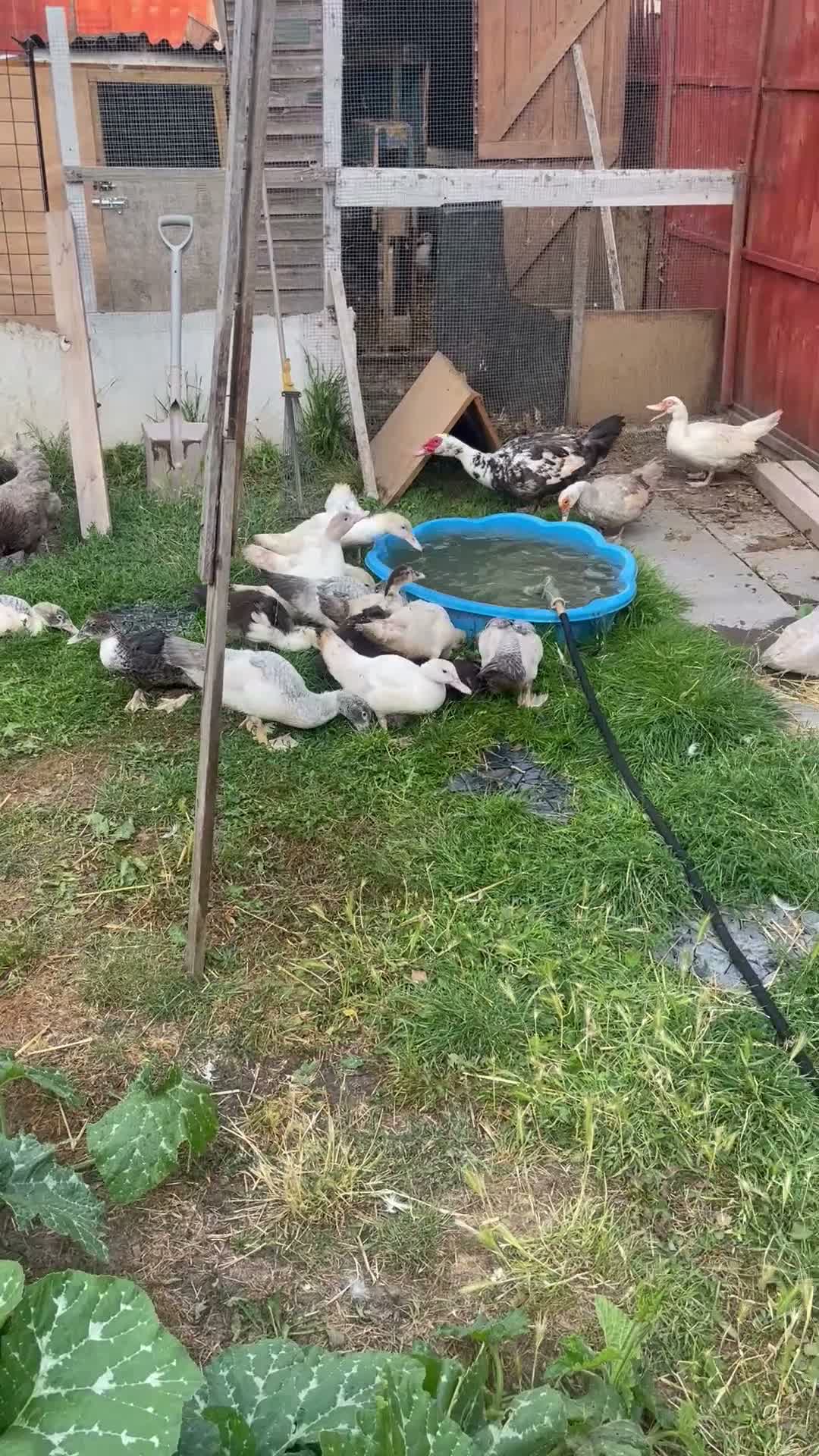 Ducks poultry for sale: Beautiful Muscovy ducks -2 Months Old  - Video 1