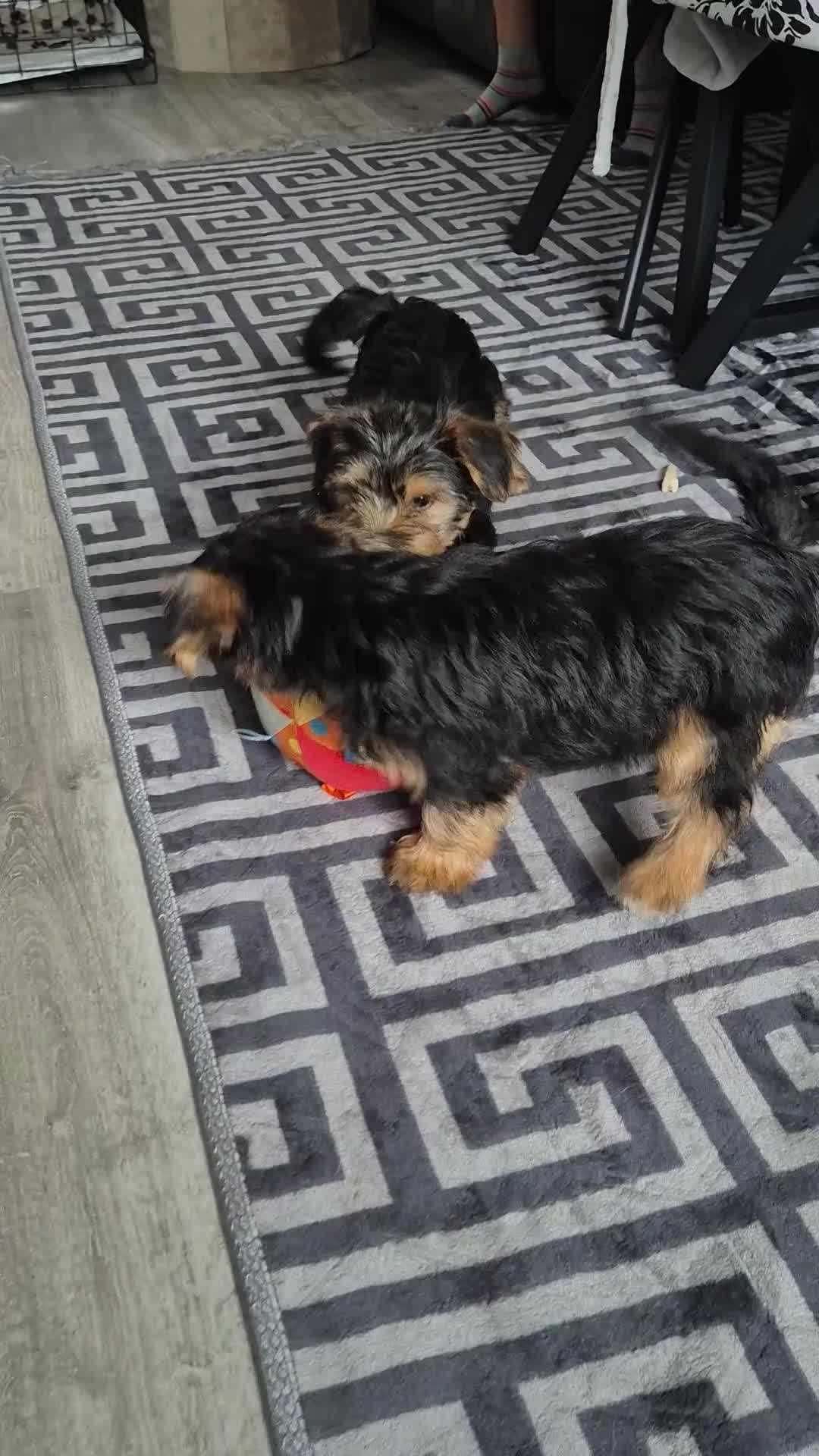 Yorkshire Terrier dogs for sale: ❤️ READY TO NEW HOME❤️Small Yorkshire Terrier Boy - Video 5
