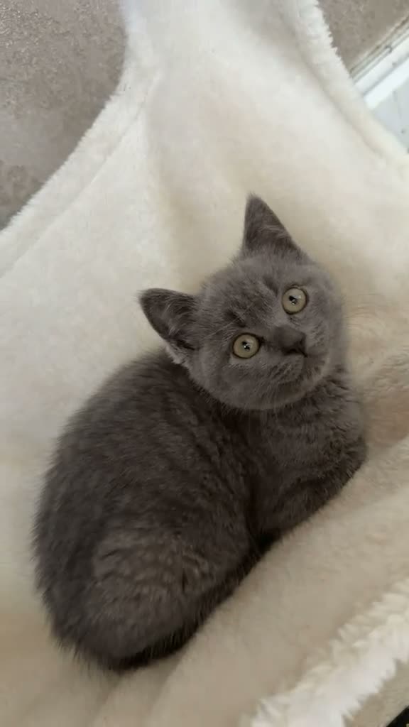 British Shorthair cats for sale: Solid Blue BSH Kittens for sale in Keighley - Video 3