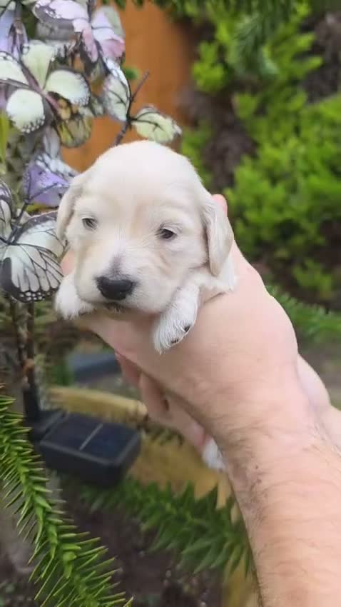 Miniature Dachshund dogs for sale: ⭐KC Clear Cream Long-Haired Miniature Dachshunds⭐ - Video 2
