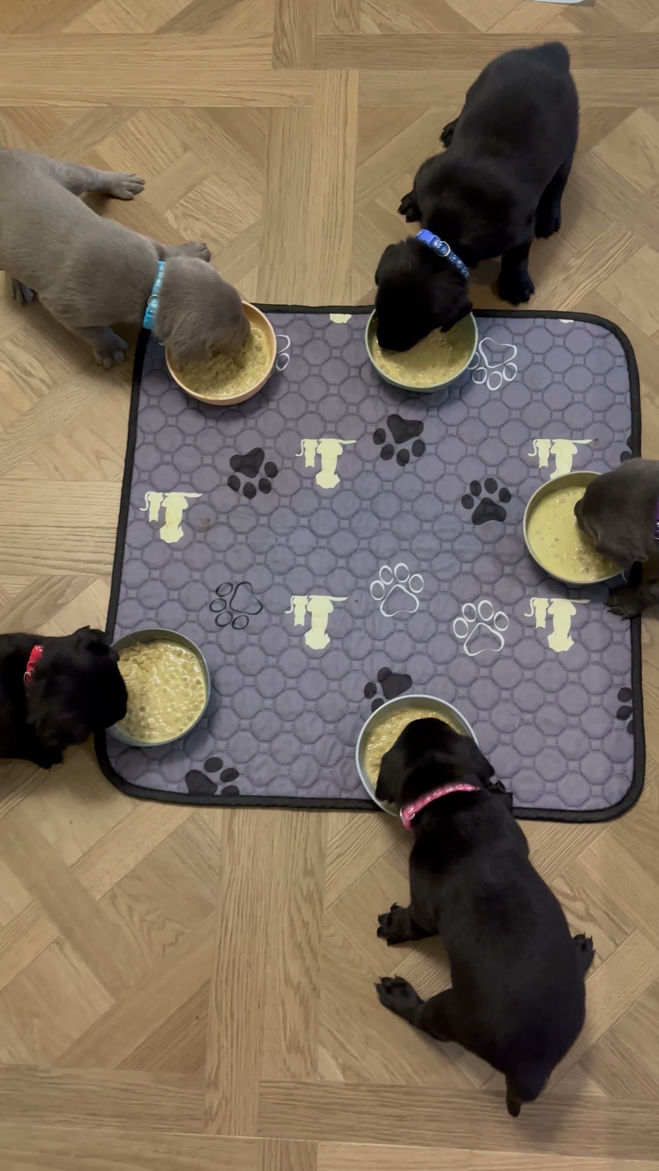 Labrador Retriever dogs for sale: Gorgeous Labrador pups  in Bishop Auckland - Video 1