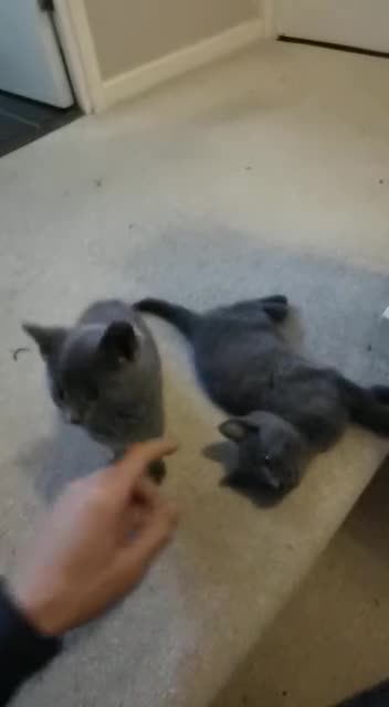 Russian Blue cats for sale: Super Stunning Russian blue kittens ready now in Caldicot - Video 1