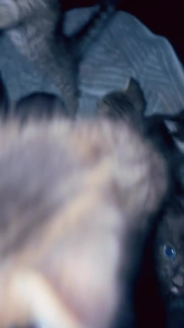 Mixed Breed cats for sale: 6 beautiful kittens wanting a forever home  - Video 1