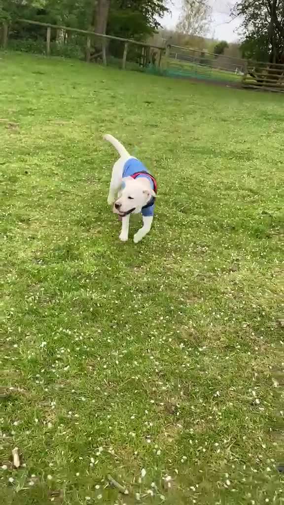 Labrador Retriever dogs for sale: Amazing Labrador  - Video 3