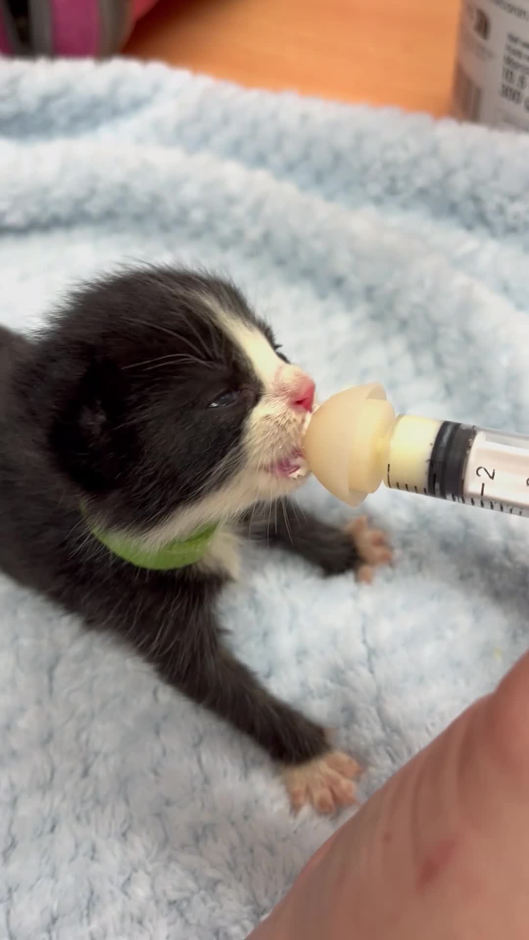 Mixed Breed cats for sale: Two kittens looking for family together - Video 1