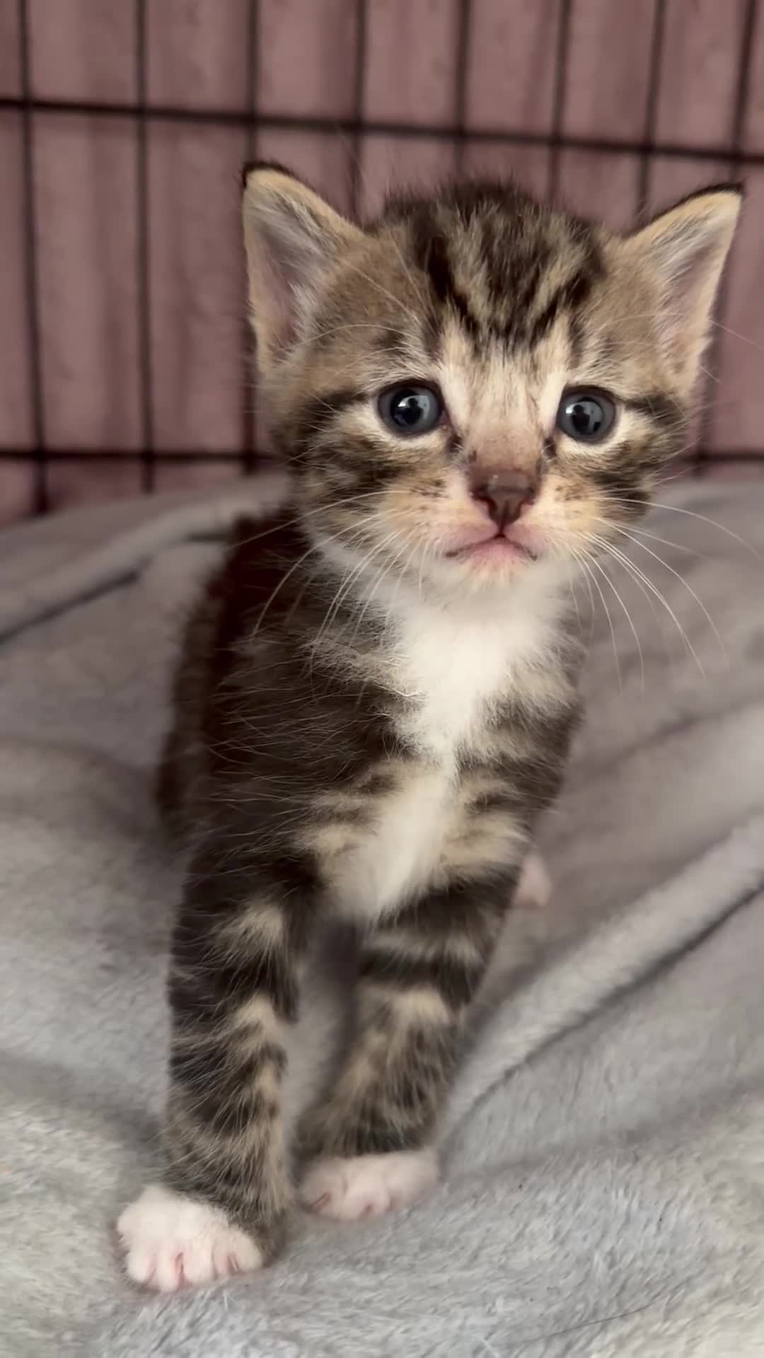 Mixed Breed cats for sale: Kittens for sale  - Video 4