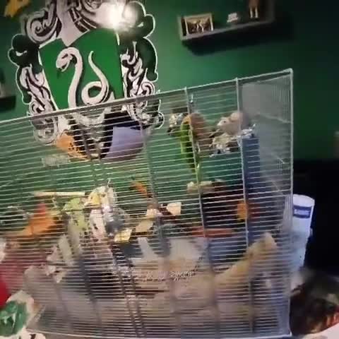 Rat rodents for sale: X2 Male Rats & Accessories  - Video 1