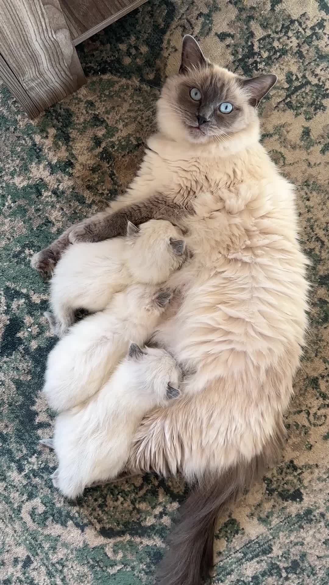 Ragdoll cats for sale: Exceptional Quality Ragdoll Kittens - Video 2
