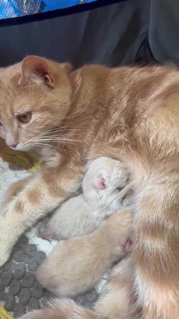 Mixed Breed cats for sale: 3 Rare coloured Fluffy kittens  in Birmingham - Video 3