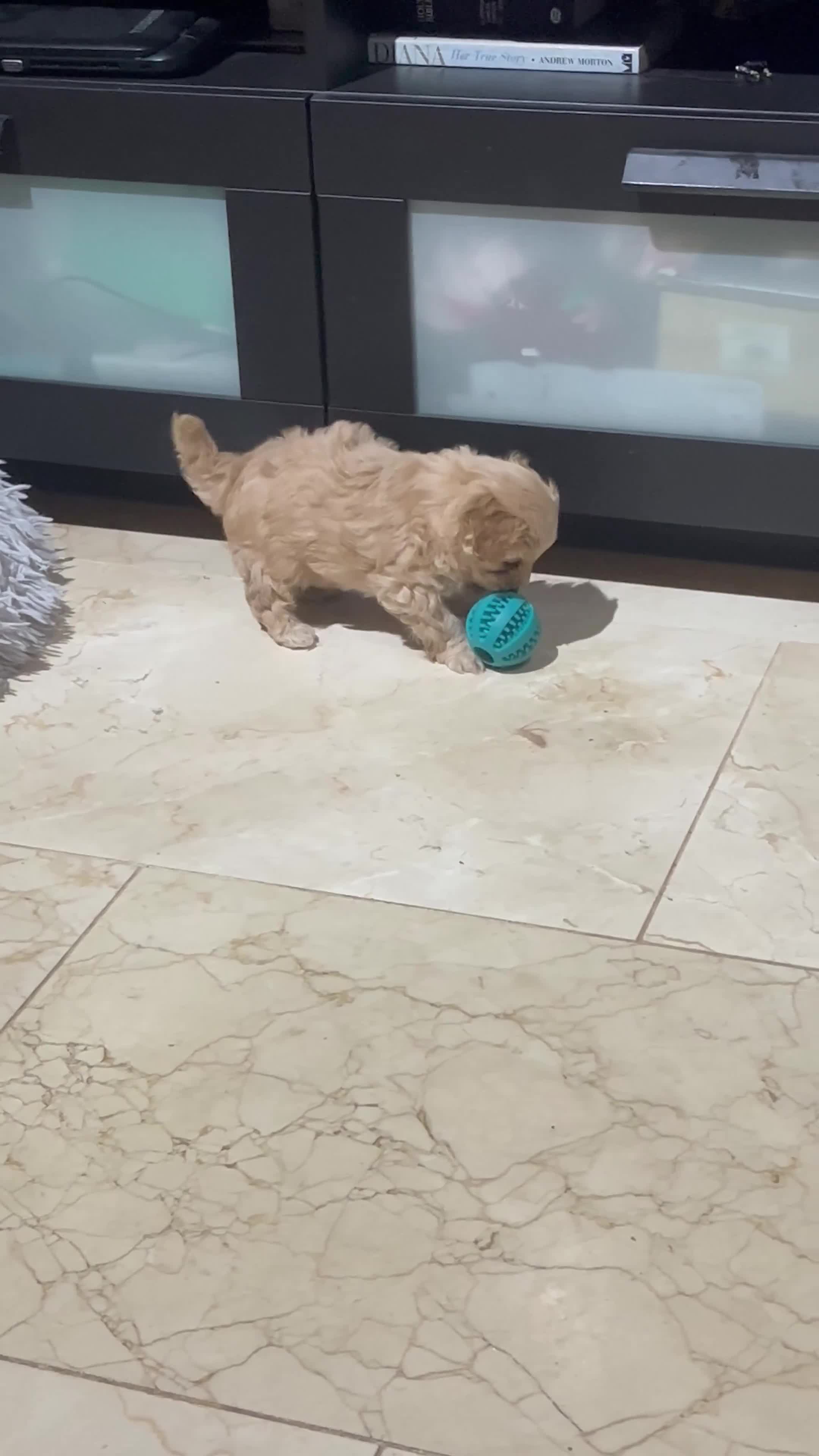 Maltipoo dogs for sale: Pure Maltipoo Puppies   - Video 4