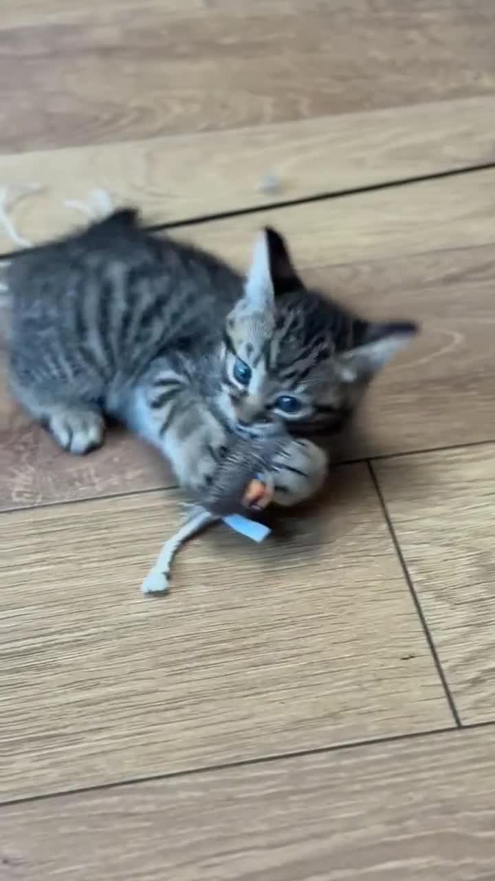 Mixed Breed cats for sale: Cute Kittens - Video 3