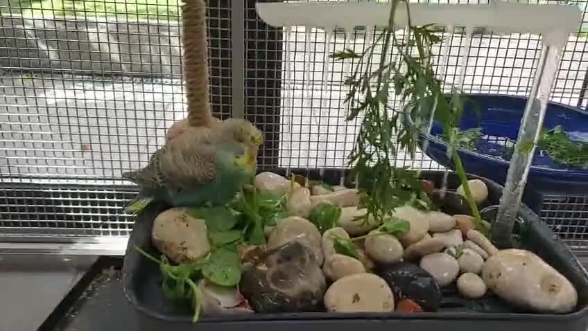 Budgerigars birds for sale: Hand tamed Budgies (2 Reserved) - Video 2