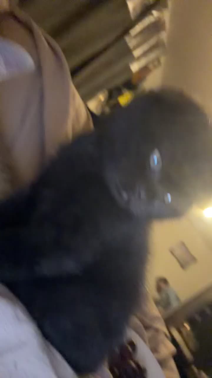 Scottish Fold cats for sale: Scottish fold  - Video 1