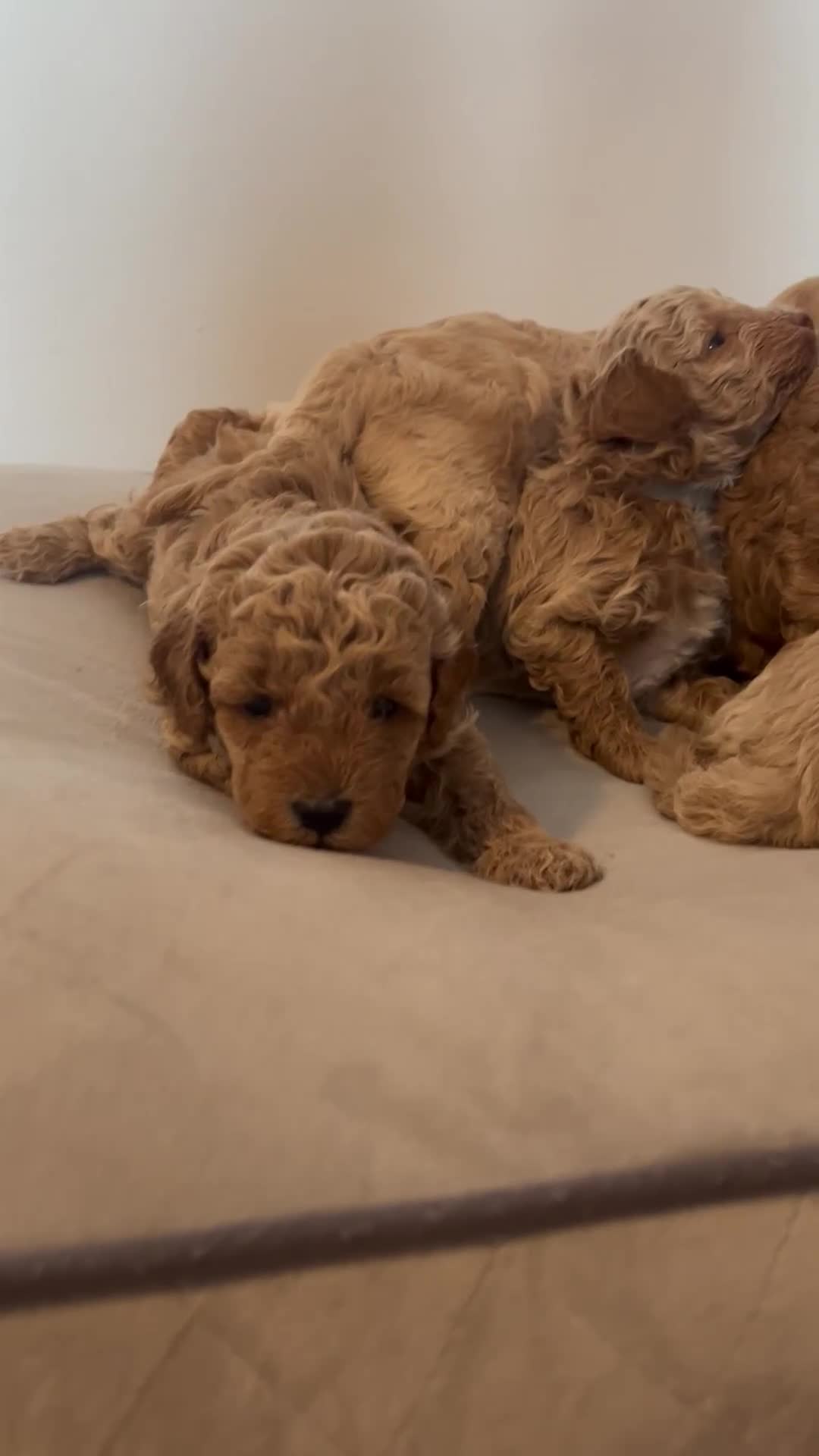 Cavapoo dogs for sale: Cavapoo Puppies for Sale - Video 3