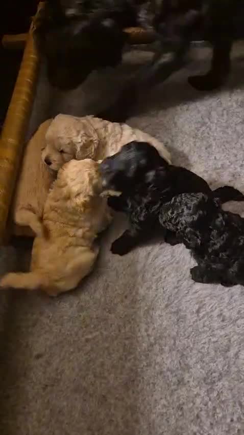 Miniature Poodle dogs for stud: 🏆PROVEN🏆 sable miniature poodle health tested in Havant - Video 2