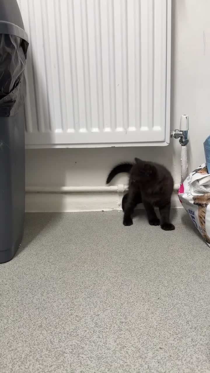 Scottish Fold cats for sale: Beautiful Scottish Straight kittens - Video 2