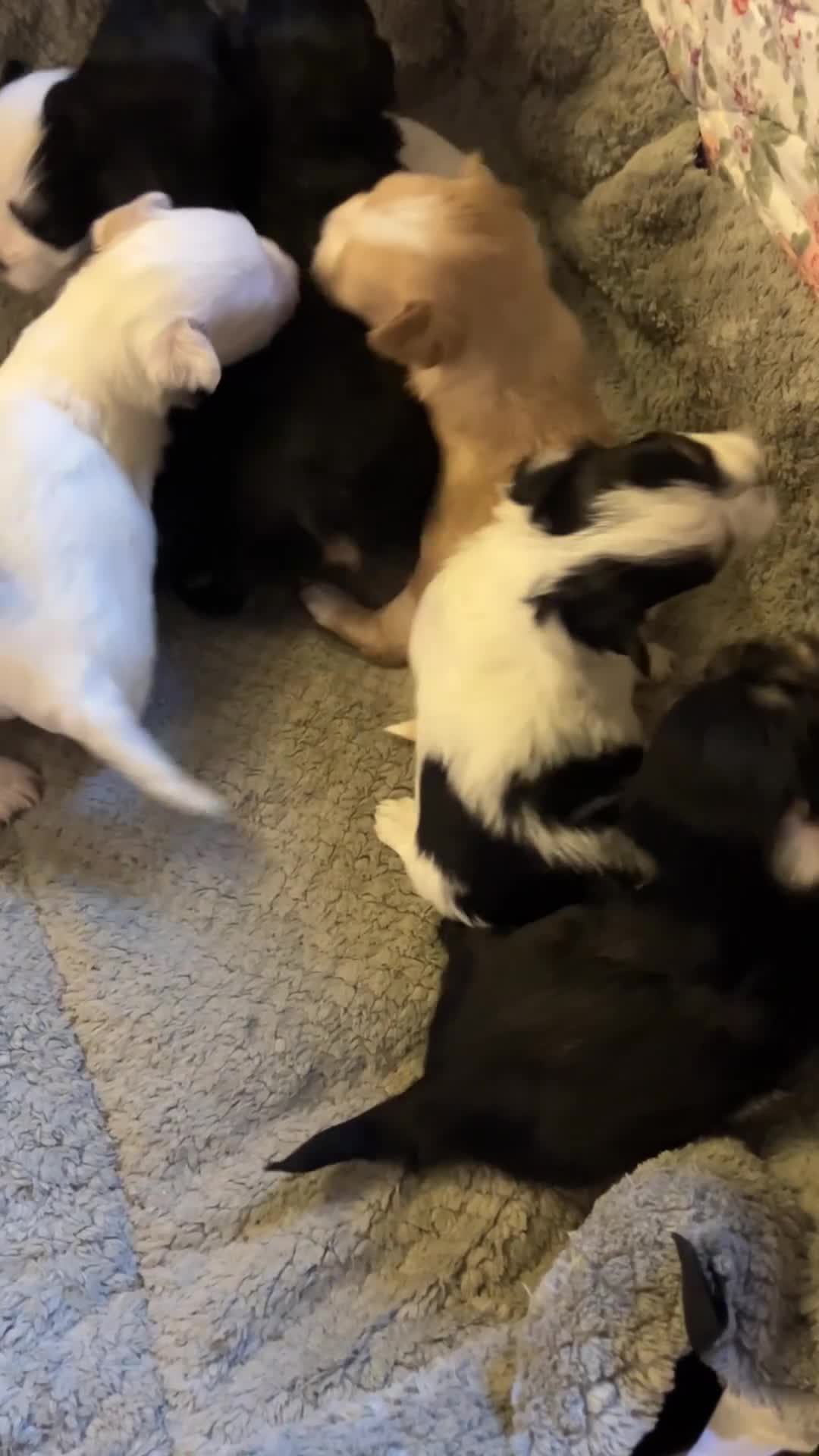 Mixed Breed dogs for sale: Tiny Korean Maltese / Havanese - Video 1