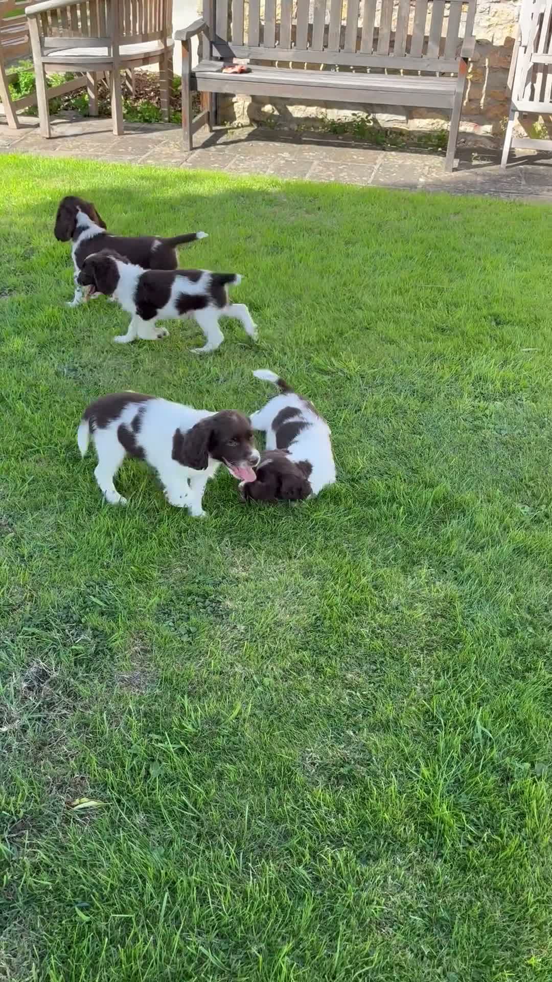 English Springer Spaniel dogs for sale: Very Well Bred Male Springer Spaniels - Video 1