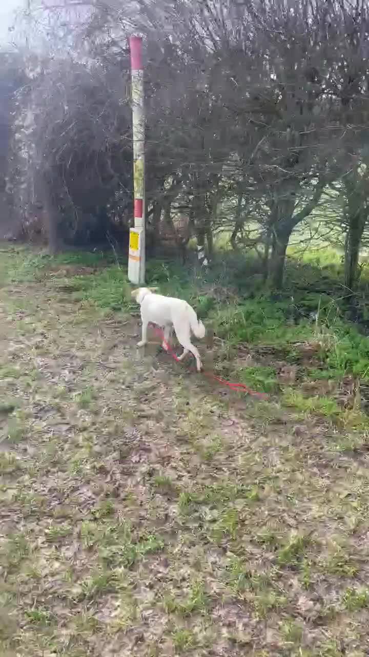 Mixed Breed dogs for adoption: Miss Archer is looking for her forever home  - Video 3