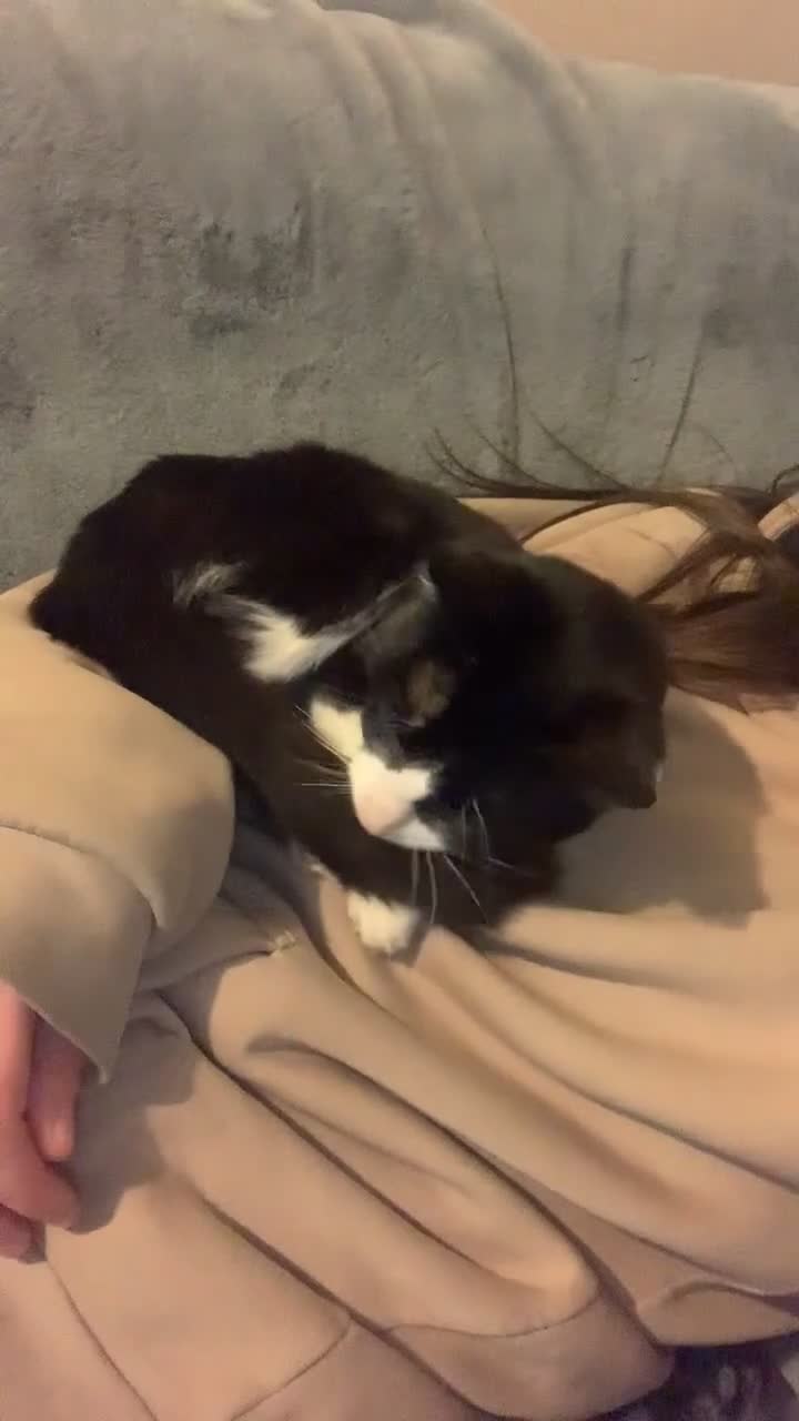 Domestic Shorthair cats for sale: Very affectionate boy cat in Stafford - Video 1