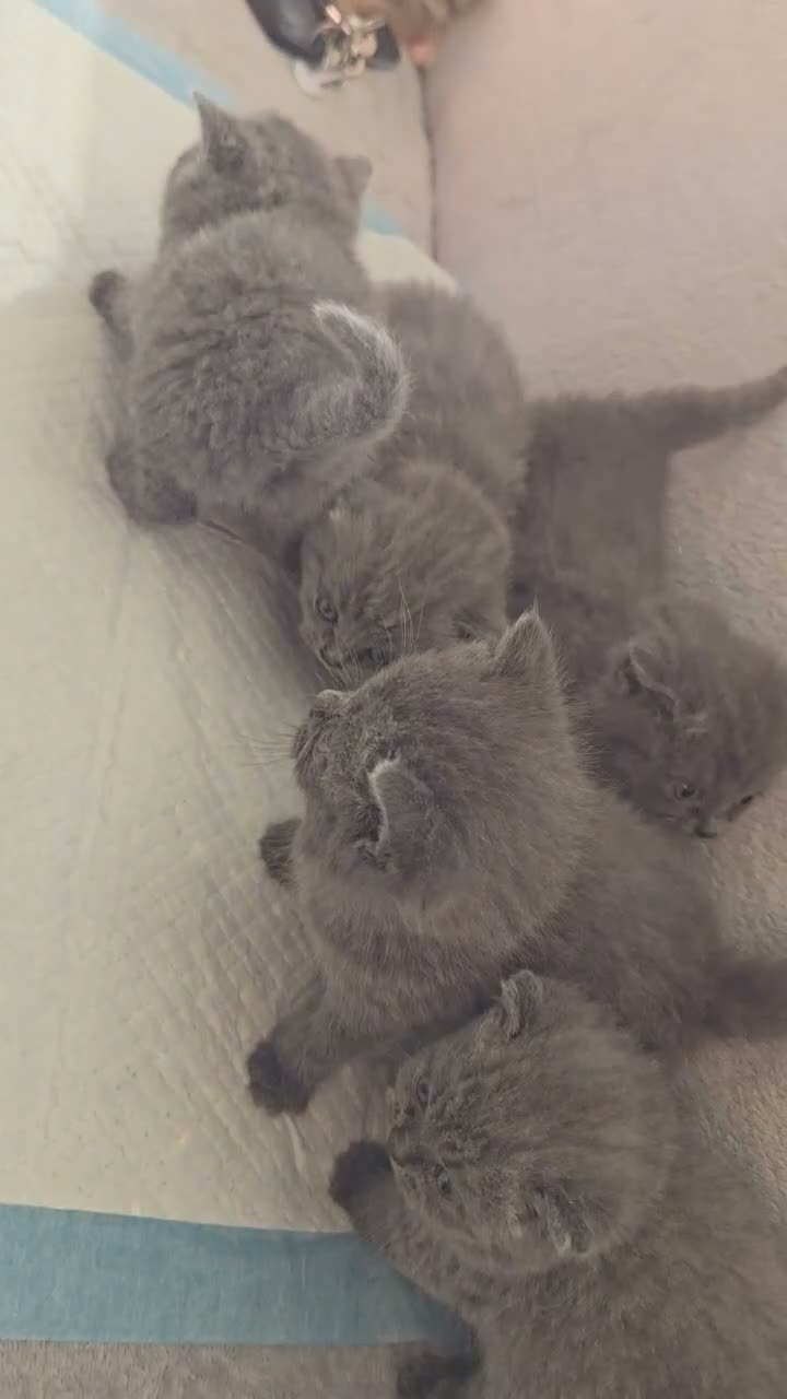 British Shorthair cats for sale: British Shorthair kittens  - Video 2