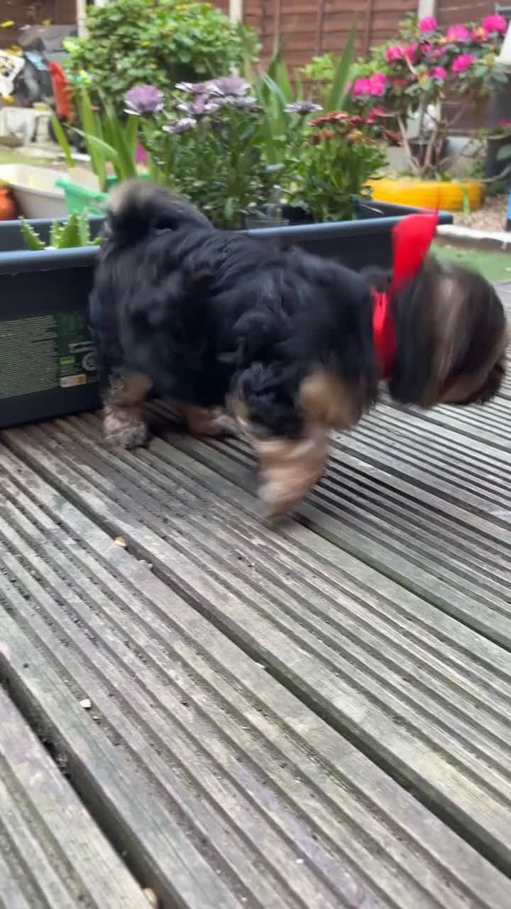 Yochon dogs for sale: Beautiful puppies looking for loving homes - Video 2