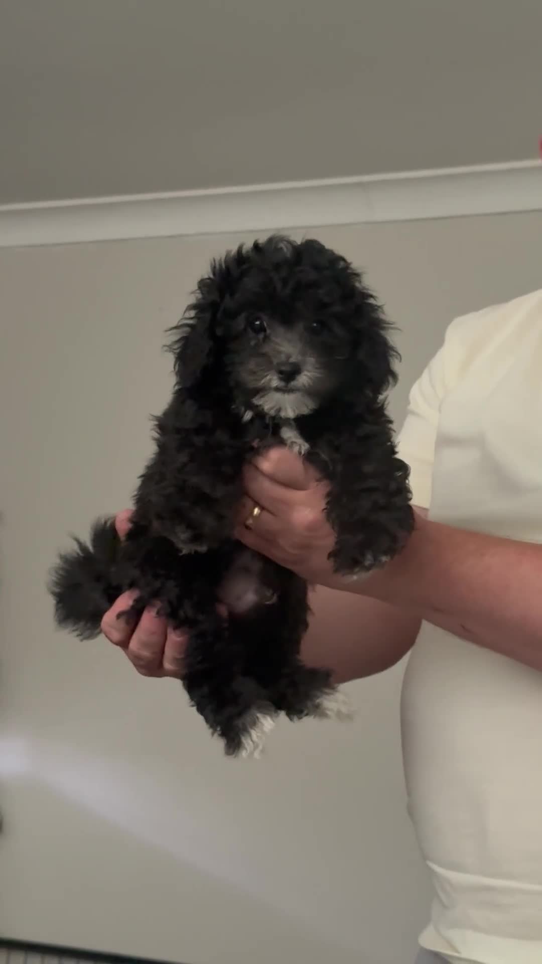 Mixed Breed dogs for sale: Beautiful fluffy shihpoochon’s available now in Nottingham - Video 1