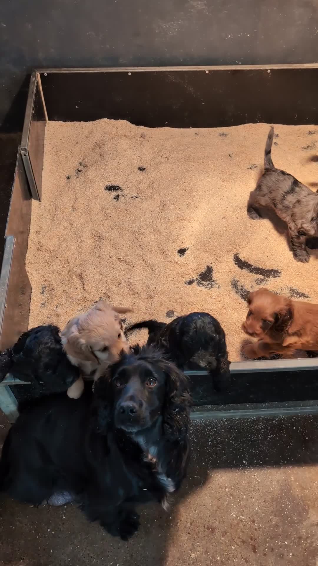 Cockapoo dogs for sale: Gorgeous Cockapoo Puppies For Sale  - Video 1