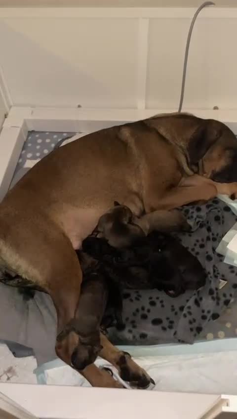 Cane Corso dogs for sale: Gorgeous cane Corso puppies - Video 1