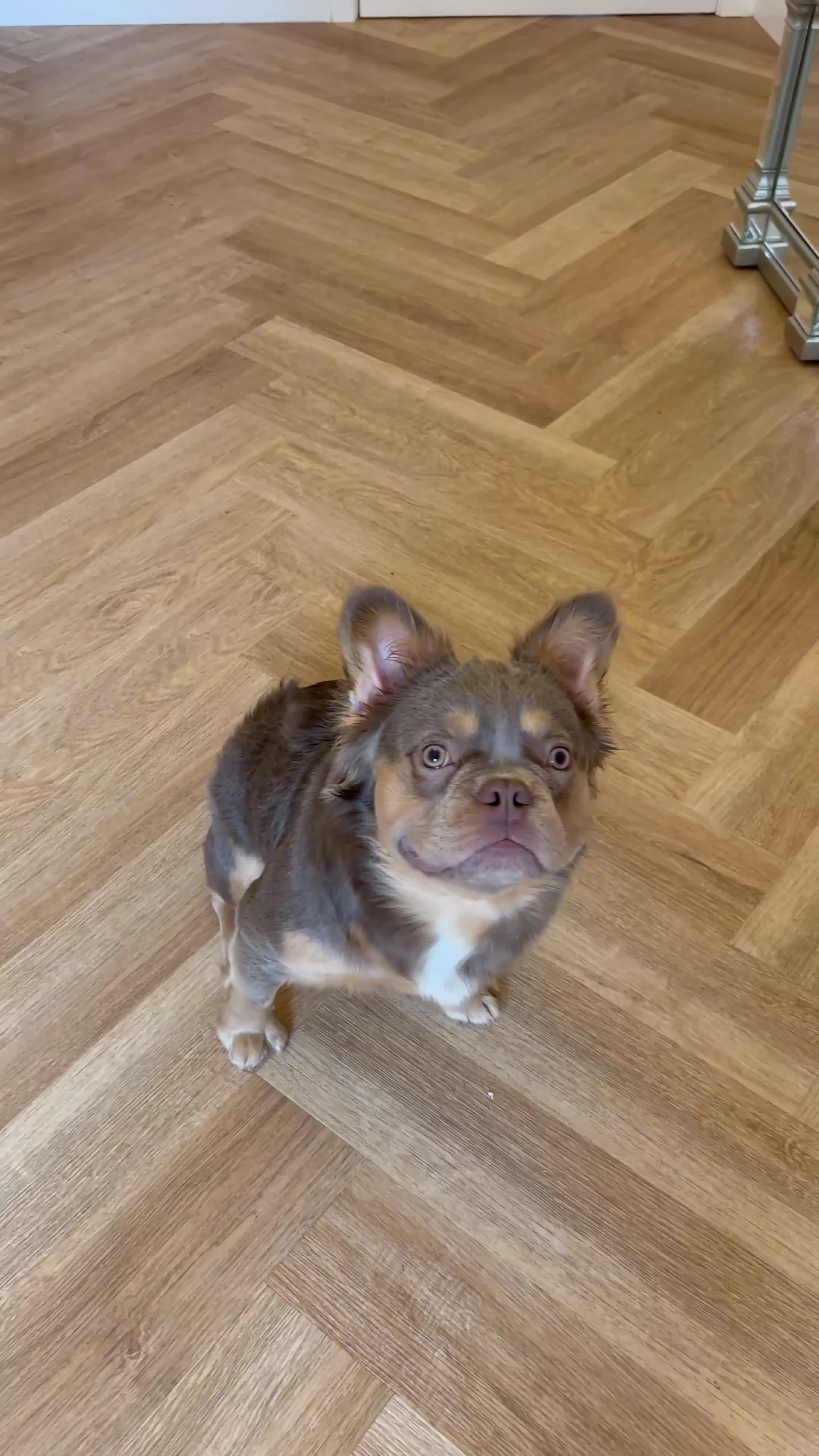 French Bulldog dogs for stud: EL Jefe  - Video 1