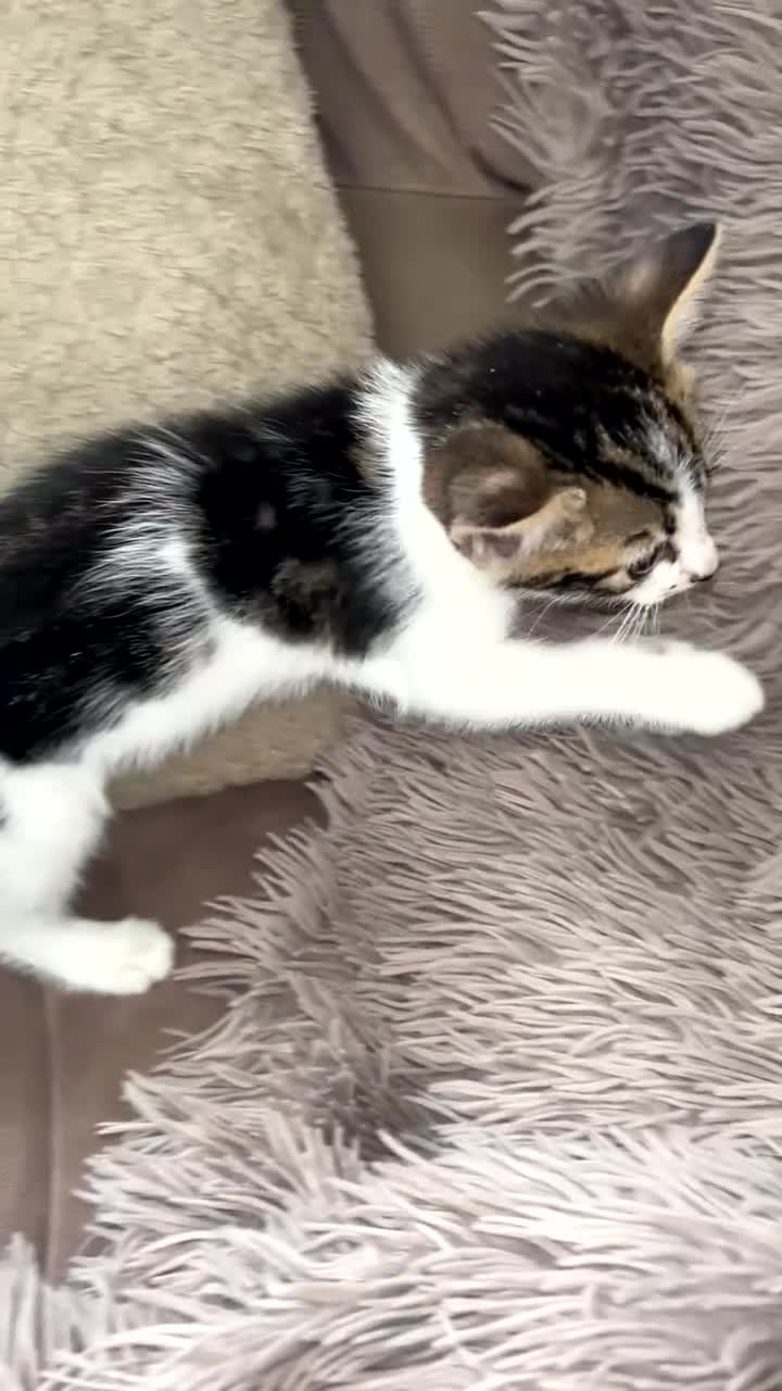 Mixed Breed cats for sale: 4 beautiful kittens  - Video 1