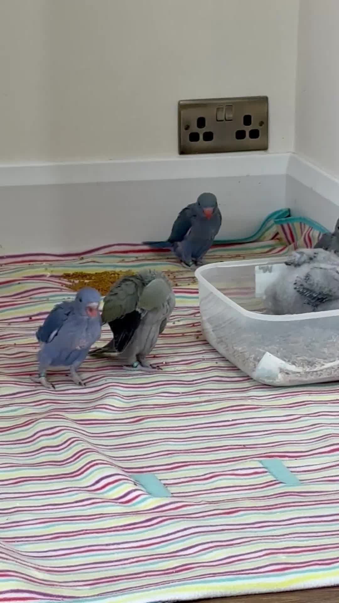 Ringnecks birds for sale: handreared rungnecks - Video 1