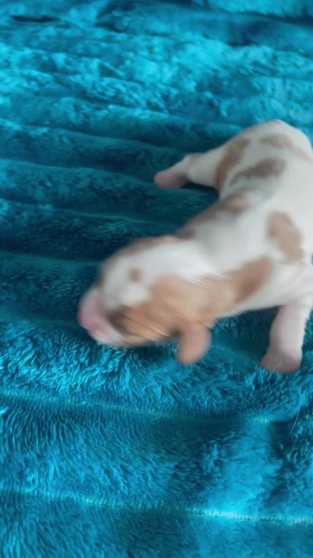 Cavalier King Charles Spaniel dogs for sale: 4 beautiful chunky puppies. 4 days old - Video 1