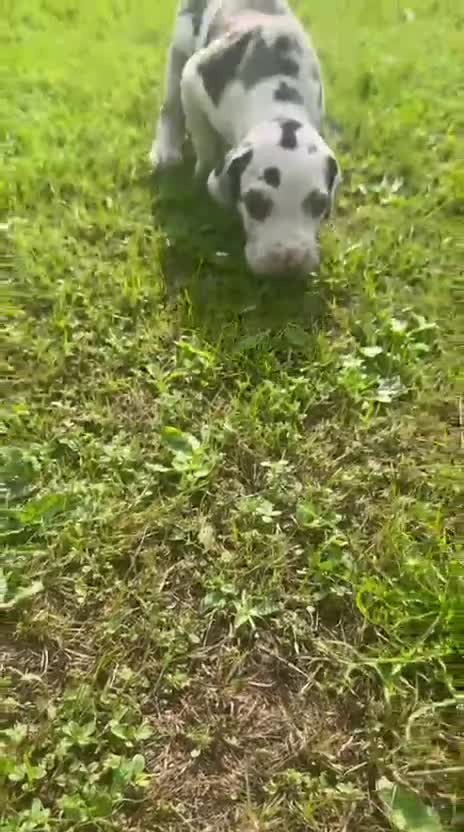 Great Dane dogs for sale: Welcome tothe world KC Registered Champ Bloodlines in Maidstone - Video 4