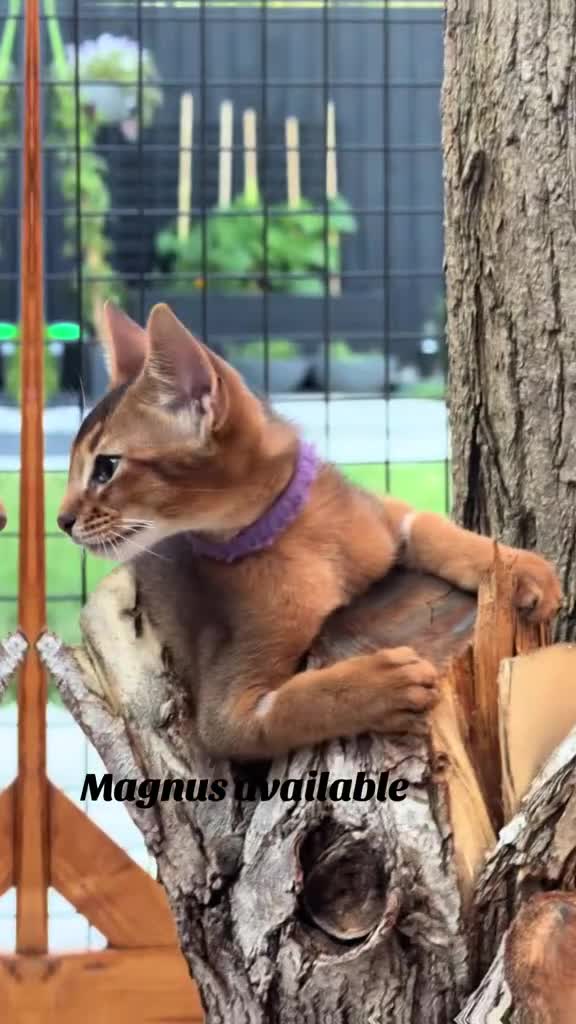 Abyssinian cats for sale: LAST 2 BOYS 💙😻Abyssinian kittens  - Video 2